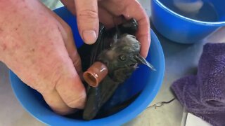 Cute Baby Bat Has A Bath In A Little Bath Tub - Meet Cotton Top, a 5 week old Orphan Flying Fox