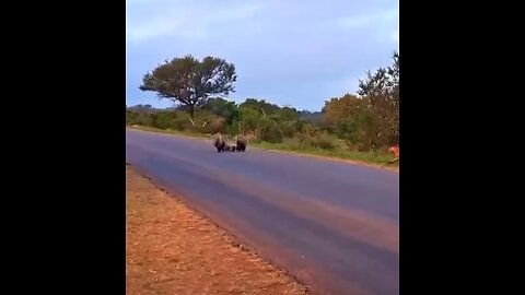 Mother porcupine protects