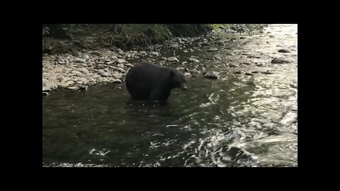 Big Bear Goes Fishing