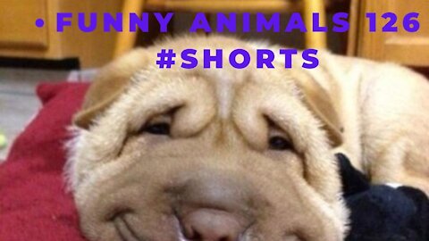 Funny animals 126 #shorts