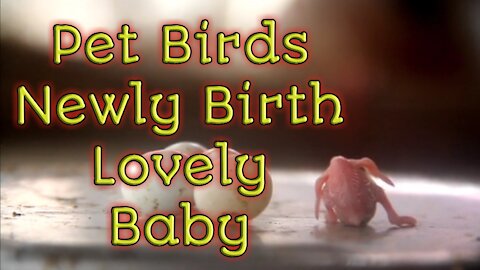 Pet Birds newly Birth Lovely babies