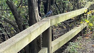 Blue Jay eating spree James Gardens Toronto