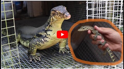 Meets BABY REX For The First Time!! - Giant Monitor