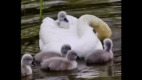 Little mute swan boarded an aircraft carrier