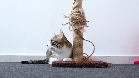 Cute Little Cat Sits on His Scratching Post