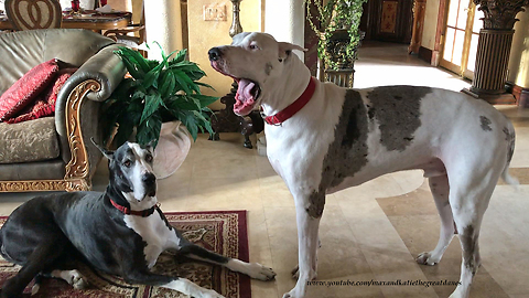 Funny Talking Deaf Great Dane Loves His Sister Dog