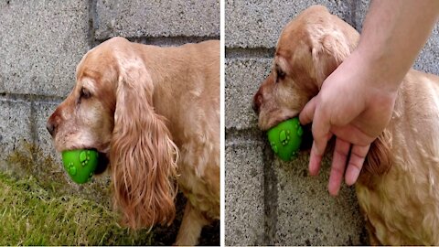 Honey the Cocker spaniel being a little monkey