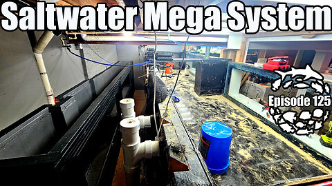 Saltwater Mega System Nears Completion! Massive Shark Aquarium and Mangrove Estuary