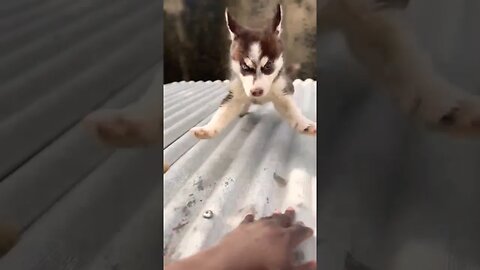 Happy Husky Can Fly #shorts #viral #cute #trending #youtube #husky