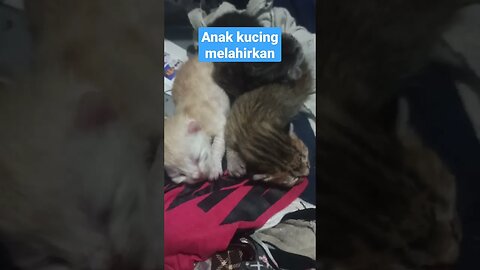 3 anak kucing lucu baru dilahirkan #short #kucinglucu #kucingmeong #kucingimut