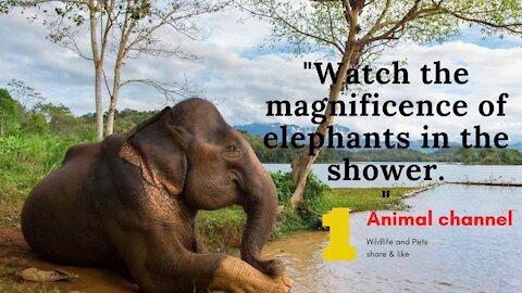 Watch the magnificence of elephants in the shower