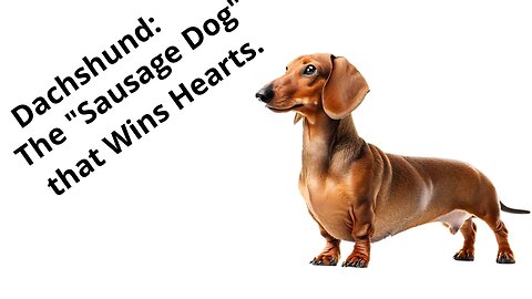 Dachshund: The "Sausage Dog" That Wins Hearts.