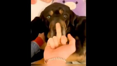 Dog_s Reaction In The Face Of The Middle Finger -- So Funny