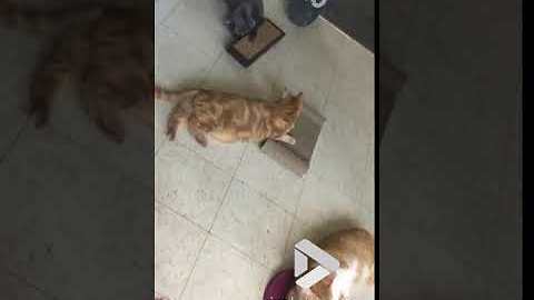 Cat Nip Party Disaster