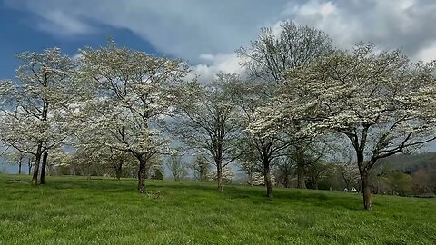 Dogwoods A Glorious View ❤️