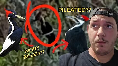 NEW Picture and Video PROOF of an Ivory Billed Woodpecker??