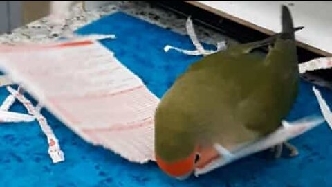 Parrot doubles as paper shredder