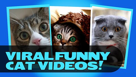 Funny Cats Video!