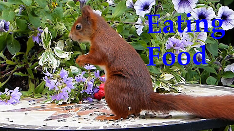 Brown Squirrel eating food a lone