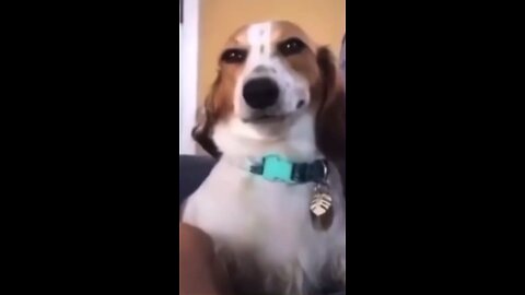 cute dog video