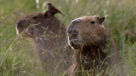 The Beautiful Wildlife of Argentina | Relax With Nature | The Wild Place