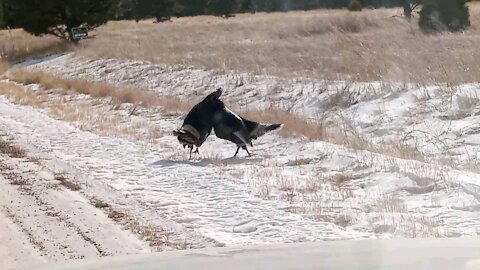 Turkey Fight! Homestead off grid turkeys battling.