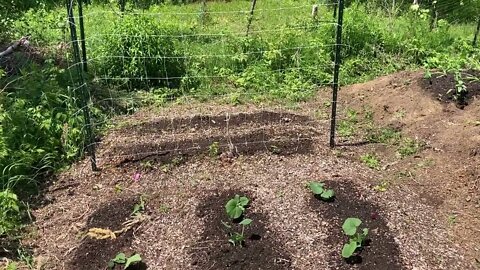 Squash Garden planted (2022)