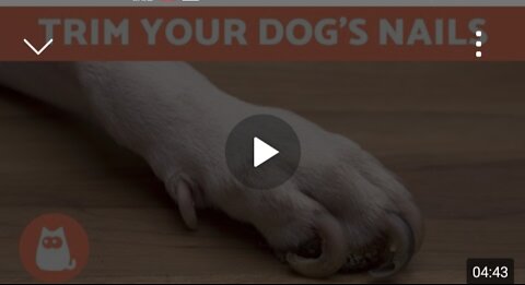 How to Trim Your Dog's Nails at Home STEP BY STEP WITH TIPS