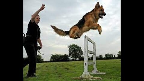 training dog