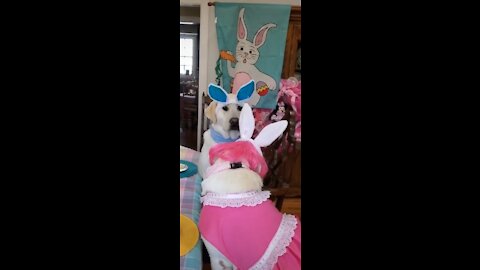 My Dog's EPIC Birthday Party!!!!