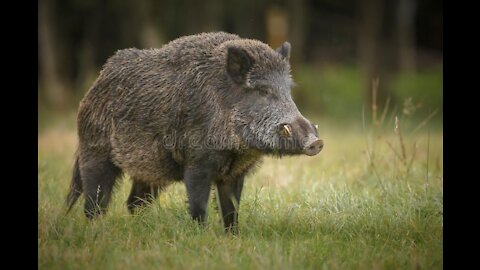 Wildwood Wild Boar Talk