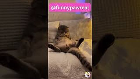 Funny Animal Videos 2023 | Funniest Cats And Dogs Video #shorts