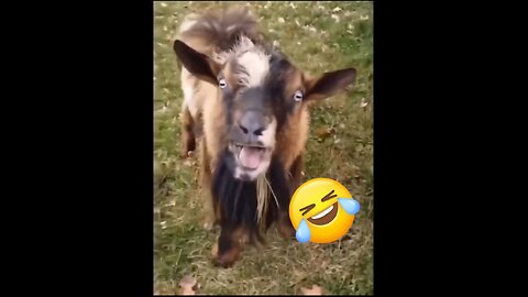 New Funny Videos 2024 😍 Funniest Cats & Dogs Videos🐶😹