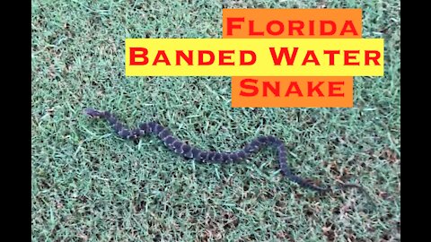 Florida Banded Water Snake on the Golf Course