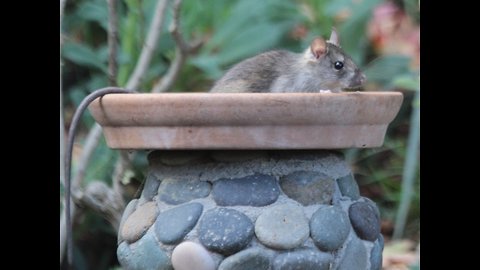 EWW! 7 repulsive things you need to know about roof rats - ABC15 Digital