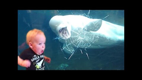 TRY NOT TO LAUGH | Funny Weekend At The Zoo - funzone02 enjoy