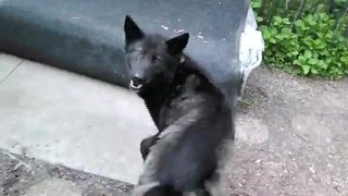 Clever dog flawlessly spins on command