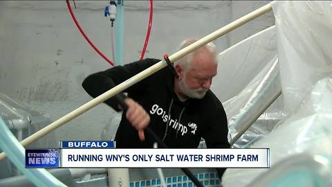 A look inside Buffalo's first salt water shrimp farm