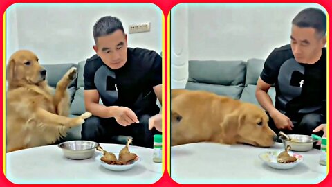 MAN FRANKLY WITH DOG | CHICKEN SMART DOG