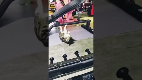 OMG Cute Cat doing excercises in the gym/ #shorts #funny #tiktok #cat