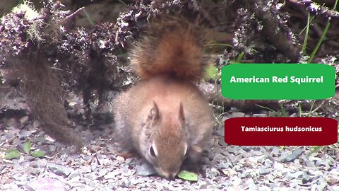 American Red Squirrel-Tamiasciurus hudsonicus