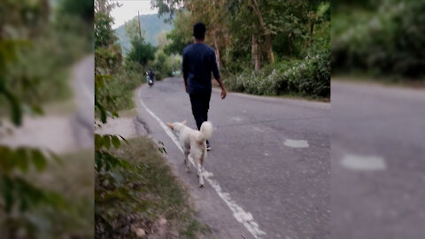 How the cute dog following his owner!Such a hound dog breeds normally you can get at the dog park.