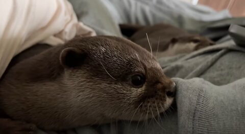 Grumpy Otter Gets a New Hairstyle