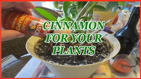 Cinnamon for your plants