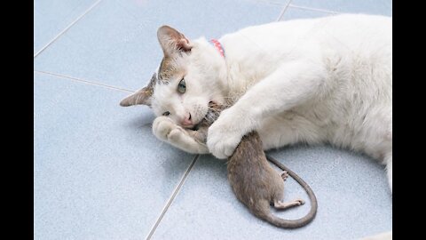 Bob the feral farm cat killing a rat