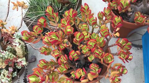 Change Your Succulent's Color-5 Quick Tips