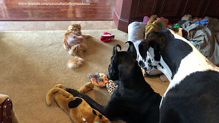 Great Dane Watching Cat Should Look Before He Leaps