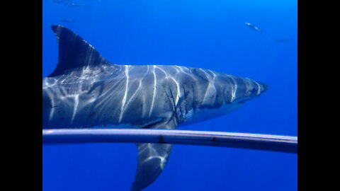 Great White Sharks