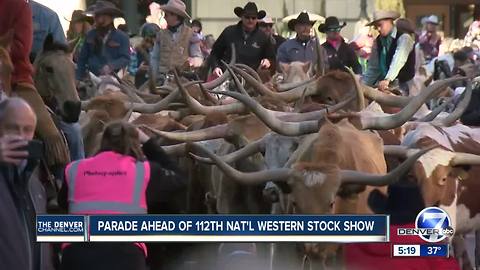 Herd of Longhorn cattle invades downtown Denver during National Western Stock Show Parade