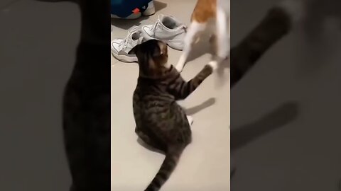 Funny cat vids.